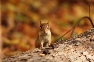 Chipmunk In Autumn